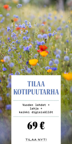 Timjami - Kotipuutarha
