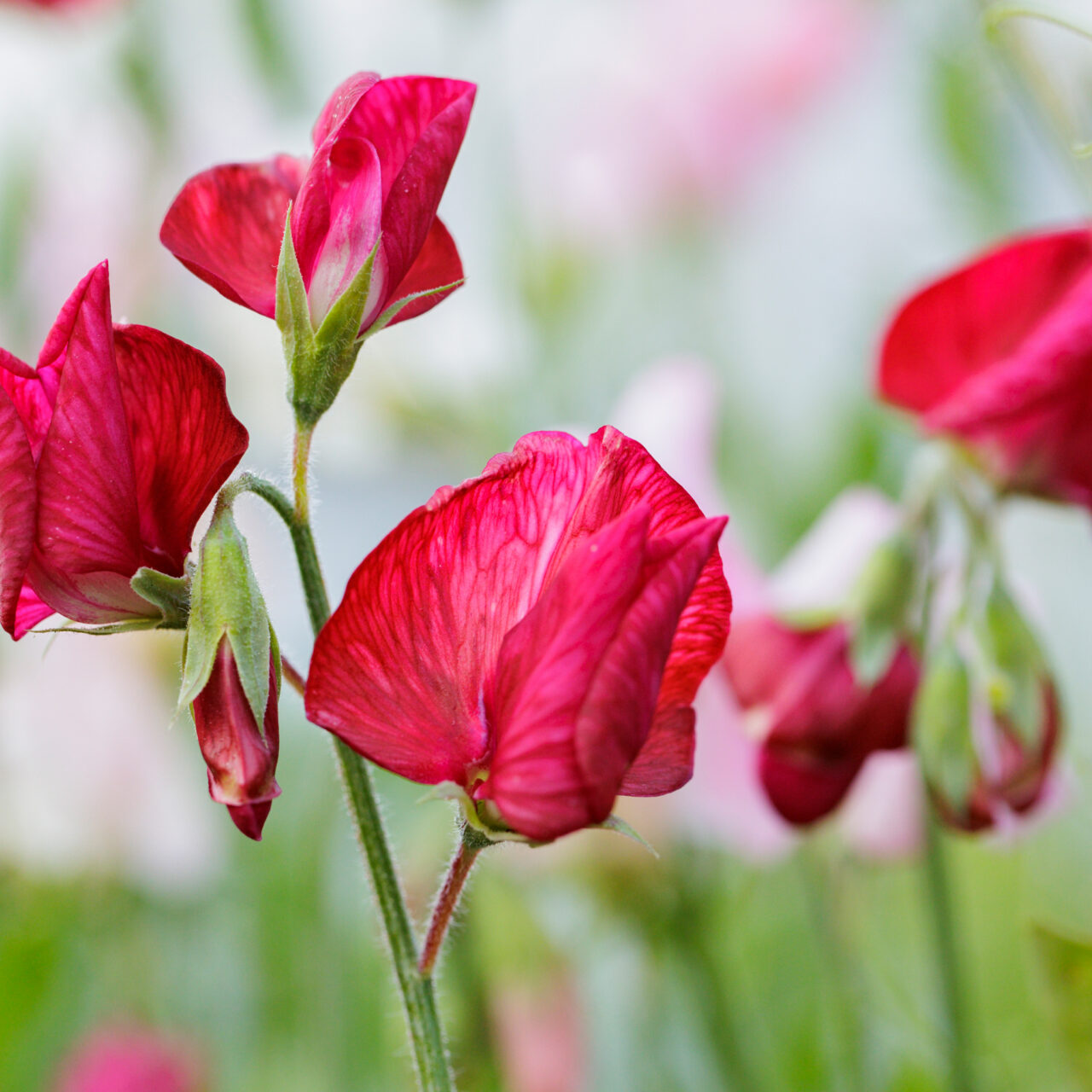 Kevään kylvökalenteri - Kotipuutarha