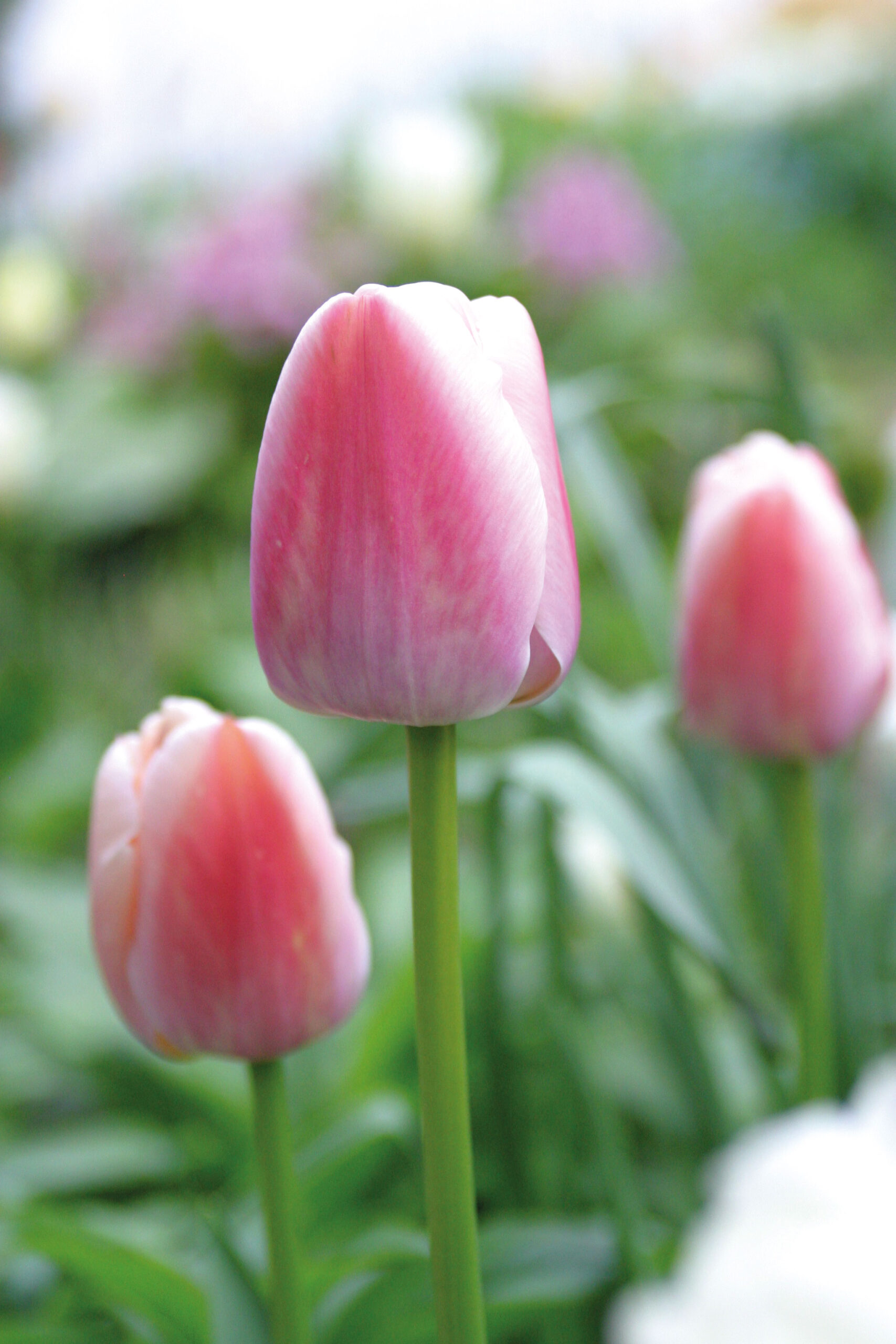 Darwintulppaanit Kotipuutarha darwintulppaanit-kotipuutarha