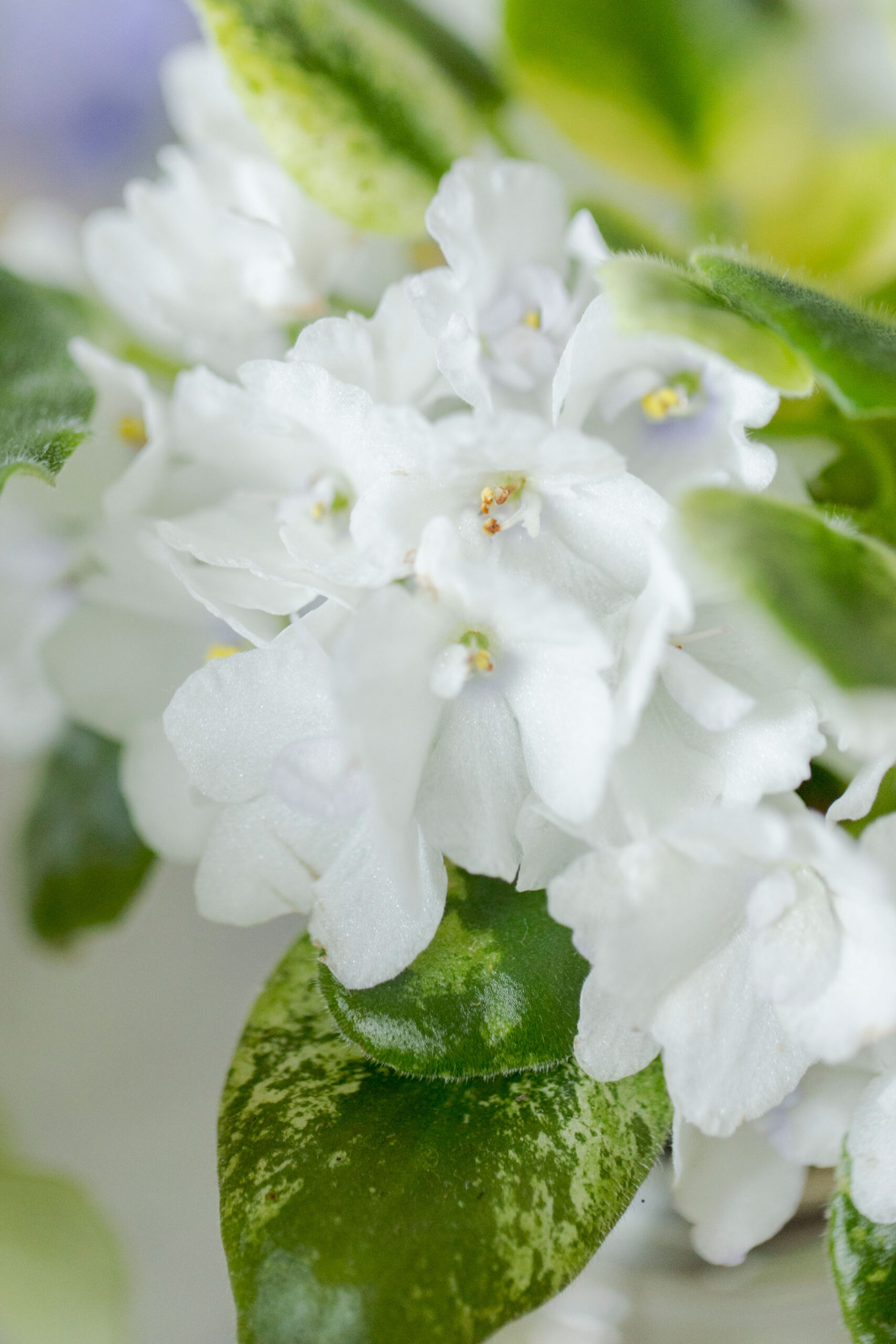 Saintpaulia - Kotipuutarha