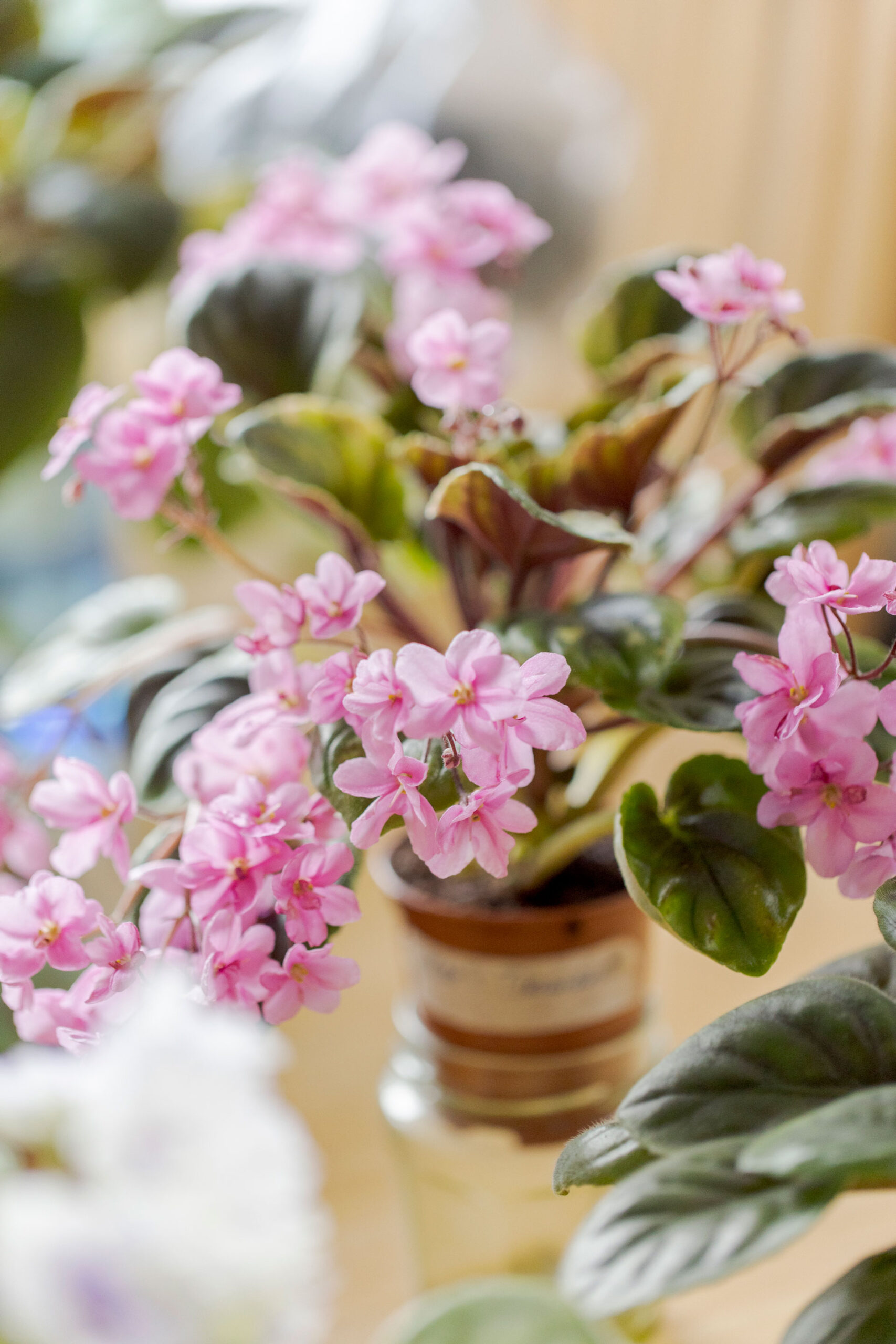 Saintpaulia - Kotipuutarha