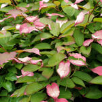piippuk-ynn-s-kotipuutarha