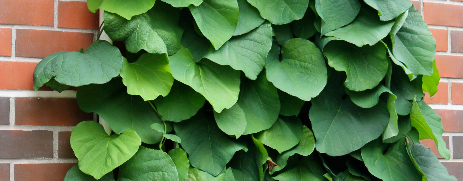 piippuk-ynn-s-kotipuutarha