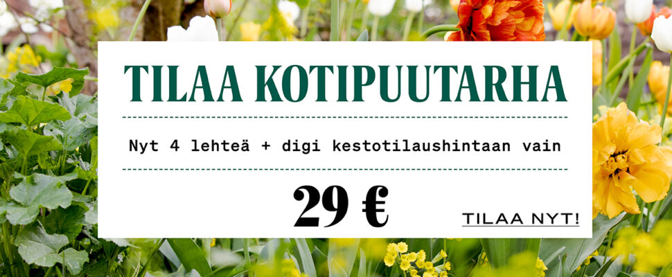 Timjami - Kotipuutarha