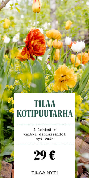 Timjami - Kotipuutarha