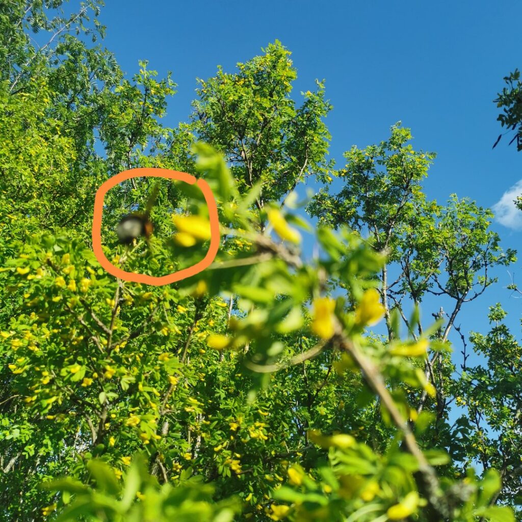 Kimalainen lentää kohti hernepensaan kukkia