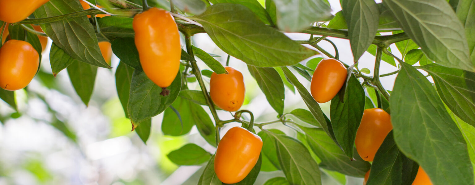 Chilin kasvatus Kotipuutarha