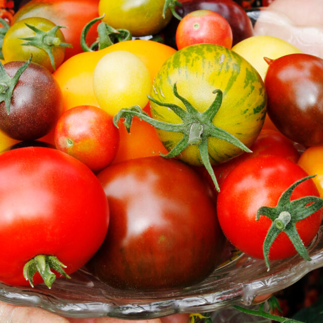 Kasvihuoneviljely Kotipuutarha